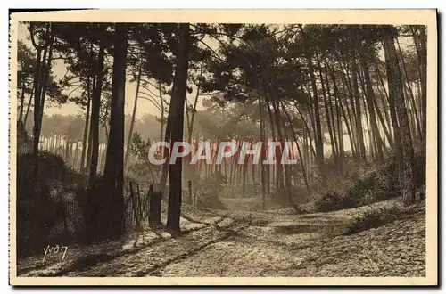 Cartes postales Arcachon Matin D&#39Automne Dans La Foret De La Ville D&#39Hiver