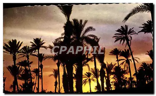 Cartes postales moderne Maroc Pittoresque Coucher De Soleil Sur La Palmeraie