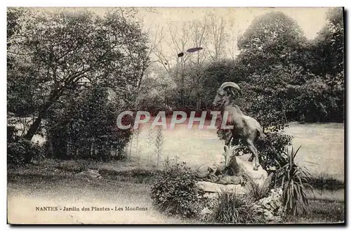 Ansichtskarte AK Nantes Jardin Des Plantes Les Mouflons