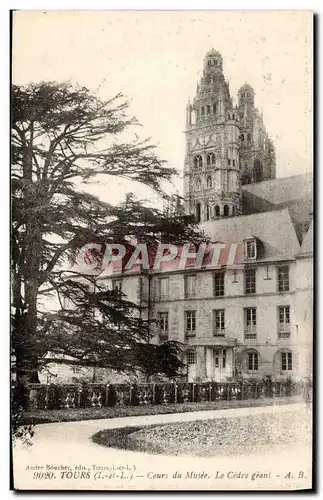 Ansichtskarte AK Tours Cours du musee le cedre geant