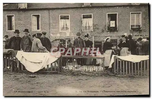 Cartes postales Folklore Normandie L&#39exposition des petits cochons Marche Porc TOP