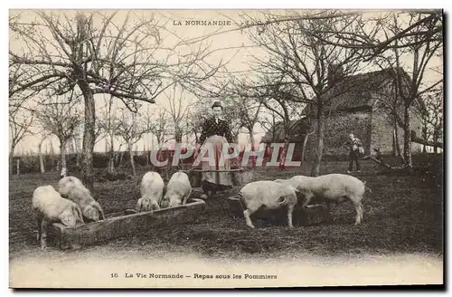 Ansichtskarte AK Folklore Normandie Repas sous les pommiers Cochon Porc