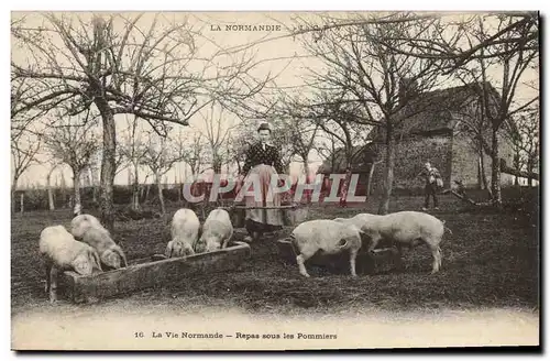 Cartes postales Folklore Normandie Repas sous les pommiers Cochon Porc