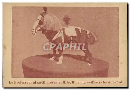 Cartes postales Nain Le professeur Mazetti presente Black Chien Cheval Poney