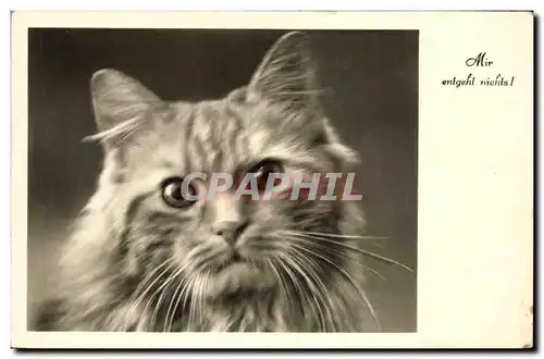 Cartes postales Chat Chats Chaton