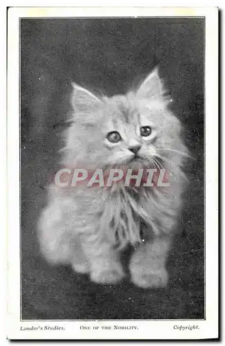 Cartes postales Chat Chats Chaton