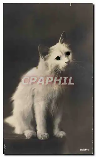 Cartes postales Chat Chats Chaton