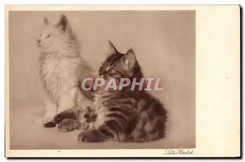 Cartes postales Chat Chats Chaton Lotte Herrlich