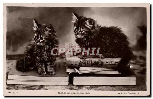 Cartes postales Chat Chats Chaton