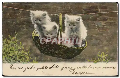 Cartes postales Chat Chats Chaton