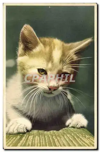 Cartes postales Chat Chats Chaton