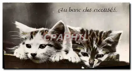 Ansichtskarte AK Chat Chats Chaton Au banc des accuses