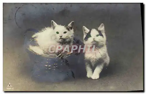 Cartes postales Chat Chats Chaton