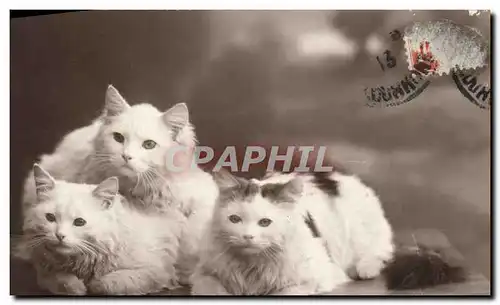 Cartes postales Chat Chats Chaton