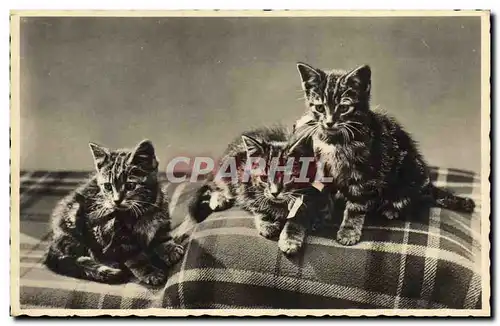 Ansichtskarte AK Chat Chats Chaton