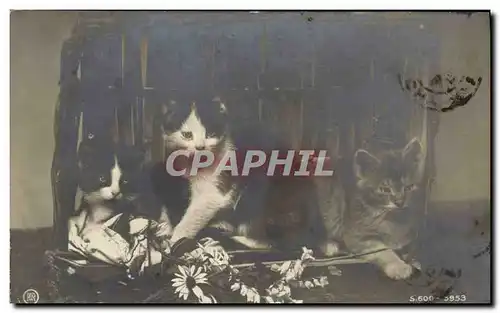 Ansichtskarte AK Chat Chats Chaton