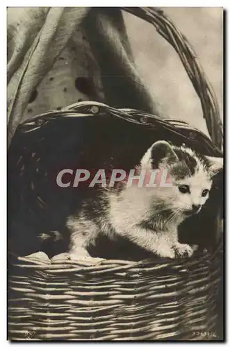 Cartes postales Chat Chats Chaton