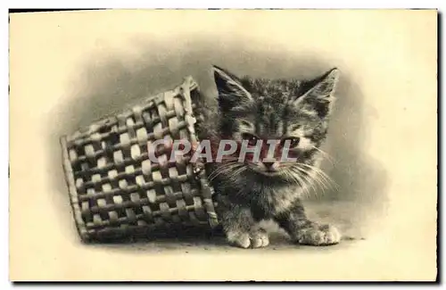 Cartes postales Chat Chats Chaton