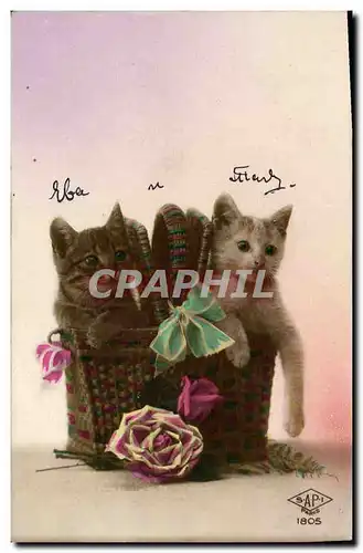 Cartes postales Chat Chats Chaton