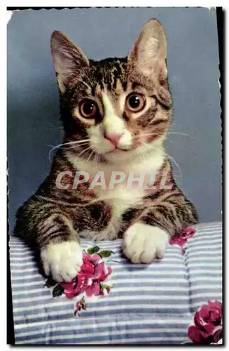 Cartes postales moderne Chat Chats Chaton