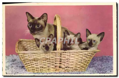 Cartes postales Chat Chats Chaton Siamois