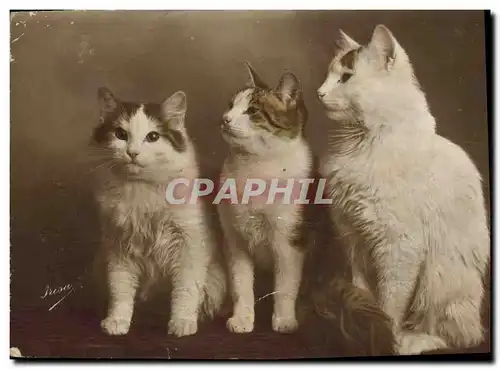 Cartes postales Chat Chats Chaton