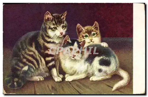 Cartes postales Chat Chats Chaton