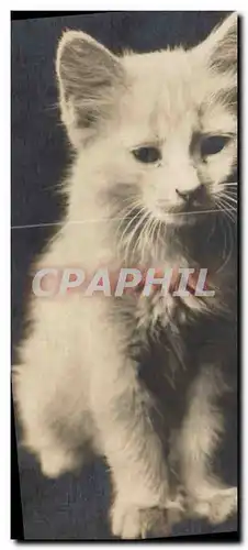 Cartes postales Chat Chats Chaton