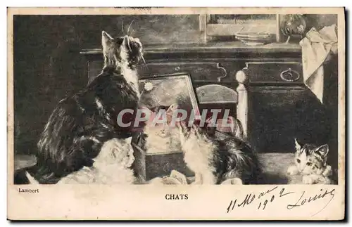 Cartes postales Chat Chats Chaton