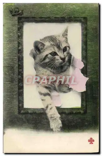 Cartes postales Chat Chats Chaton