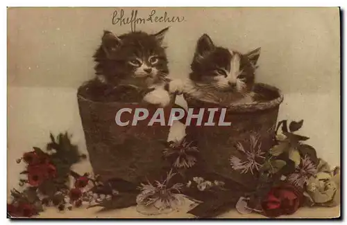 Cartes postales Chat Chats Chaton