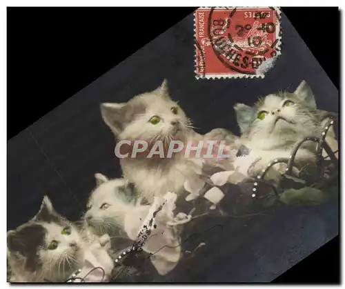 Cartes postales Chat Chats Chaton