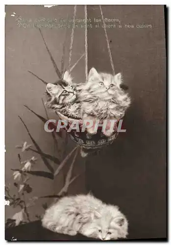 Cartes postales Chat Chats Chaton