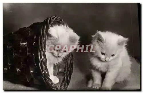 Cartes postales Chat Chats Chaton