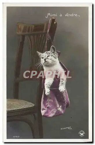 Cartes postales Chat Chats Chaton Mimi a vendre