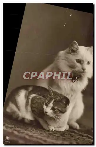 Cartes postales Chat Chats Chaton