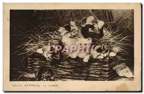 Cartes postales Chat Chats Chaton