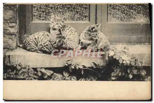 Cartes postales Chat Chats Chaton