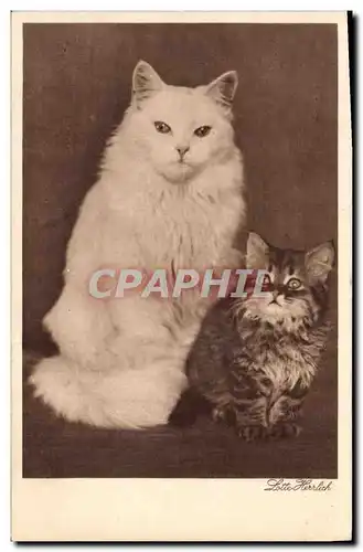 Cartes postales Chat Chats Chaton