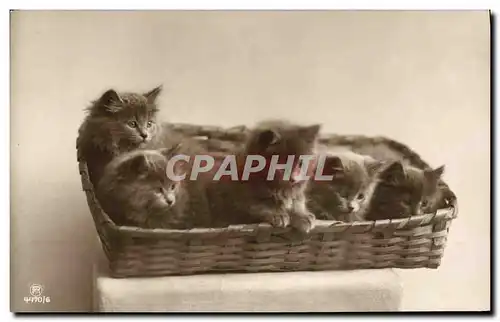 Cartes postales Chat Chats Chaton