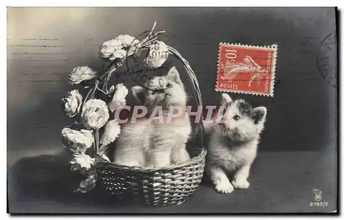 Cartes postales Chat Chats Chaton