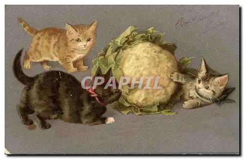 Cartes postales Chat Chats Chaton