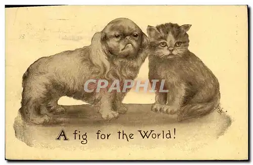 Cartes postales Chat Chats Chaton Chien