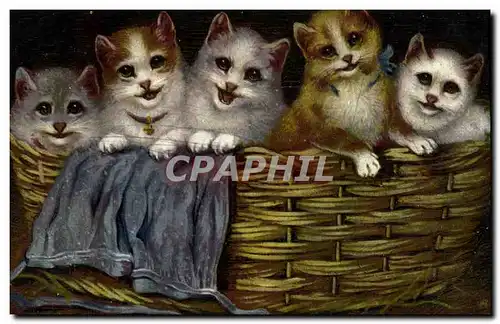 Cartes postales Chat Chats Chaton