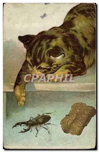 Cartes postales Chat Chats Chaton Insecte