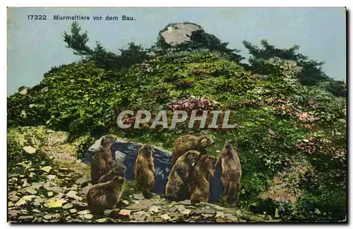 Cartes postales Murmeltiere vor dem Bau