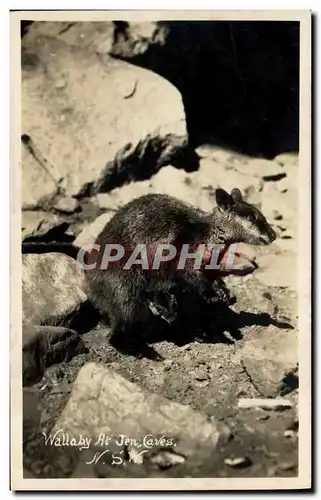 Cartes postales moderne Wallaby at Jen Caves NSW Australie