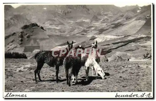 Cartes postales Llamas lama Ecuador