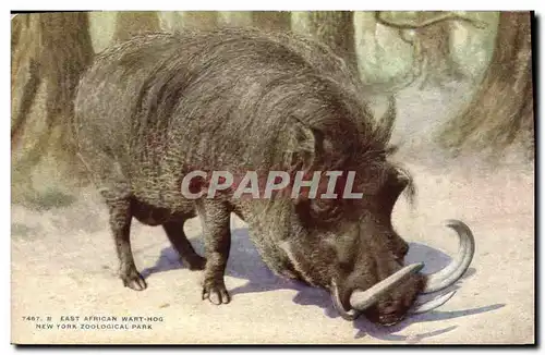 Ansichtskarte AK East African Wart Hog New York Zoological park Zoo