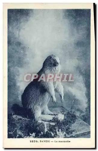 Cartes postales Savoie Marmotte